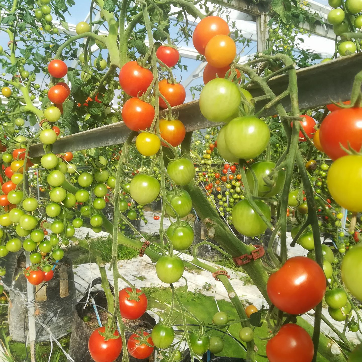 Tomatoes Tomatoes Tomatoes